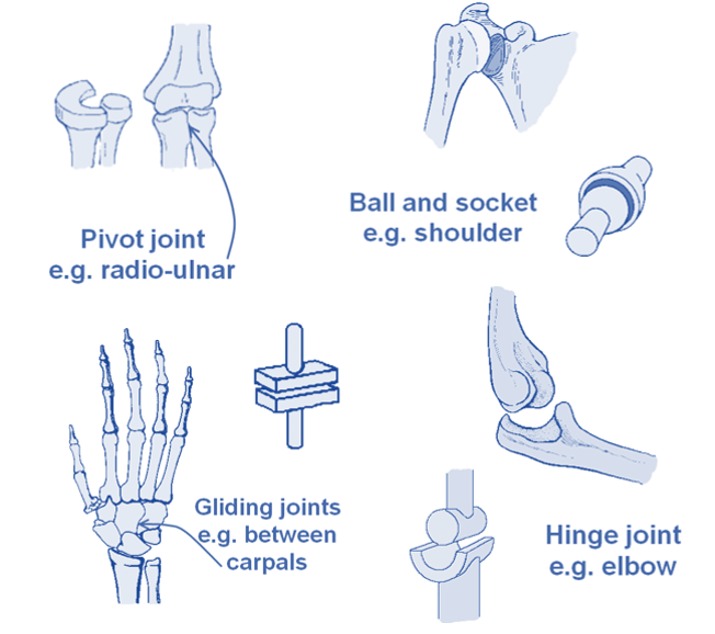 Level 2 Exercise and Fitness Knowledge (4Joints) Amac Training